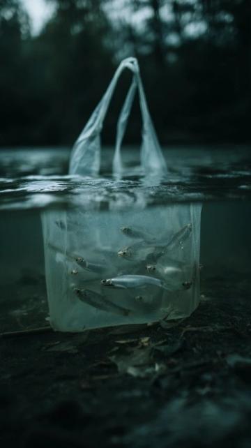 三點必知！養殖青魚的水深度、密度和水環境管理秘籍