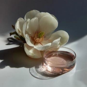 我一直覺(jué)得玉蘭花就像是大自然饋贈(zèng)給我們的一件珍寶,它那潔白如玉、清香淡雅的花朵