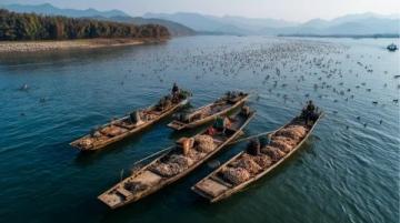 阜陽河道刀魚泛濫村民狂撈背后是生態改善信號？