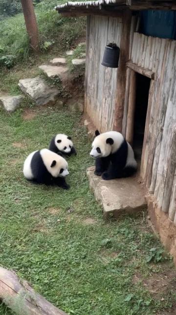 當尚雯婕與姐妹們饒有趣味地展開關于大熊貓的討論時，只有何潔沒有搭話