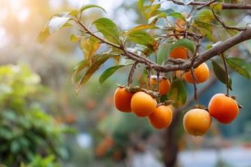 熱帶水果大戰(zhàn)!海吉星農(nóng)產(chǎn)品國(guó)批發(fā)市場(chǎng)熱鬧非凡