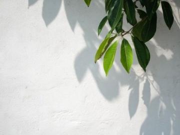 菩提路上結(jié)菩提果(菩提果小知識)