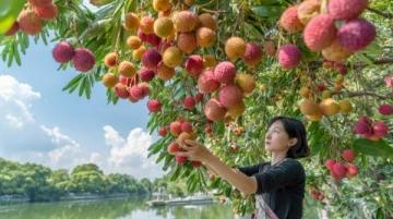 熱帶水果大戰(zhàn)!海吉星農(nóng)產(chǎn)品國(guó)批發(fā)市場(chǎng)熱鬧非凡