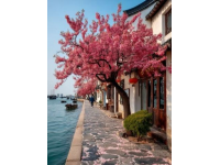 漫步武漢春意盎然：探秘櫻花盛開與都市風情24小時之旅