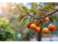 熱帶水果大戰(zhàn)！海吉星農(nóng)產(chǎn)品國(guó)批發(fā)市場(chǎng)熱鬧非凡