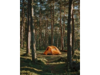 露營遭遇隱翅蟲：正確應(yīng)對避免毀容風(fēng)險