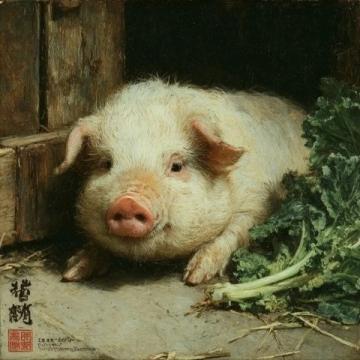 夏季圈舍養(yǎng)豬(夏季養(yǎng)豬常識)