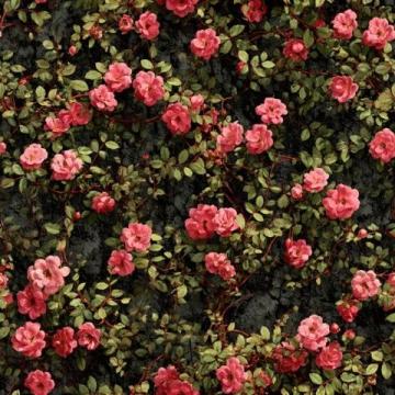 美倫堡薔薇花墻全攻略:避開人群，觸手可及的五顏六色花朵