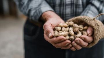 花生種植全攻略:從選種、育苗到高產(chǎn)收成的實(shí)用技巧