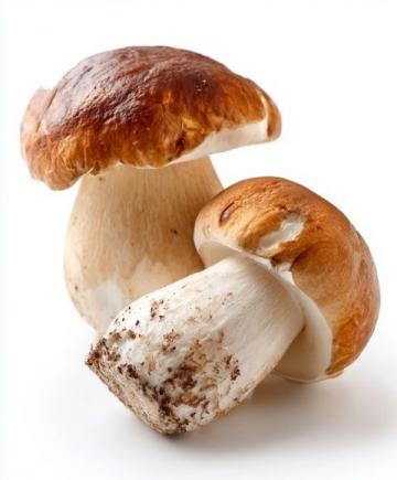 炎夏七月,尋找健康美味的野生松茸替代品
