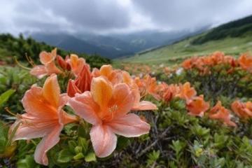 貴州畢節百里杜鵑風景區攻略(門票花期交通及游玩推薦)