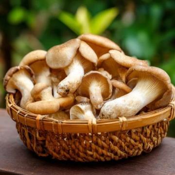 炎夏七月,尋找健康美味的野生松茸替代品