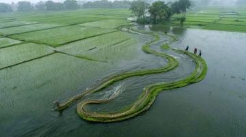 阜陽河道刀魚泛濫村民狂撈背后是生態改善信號？