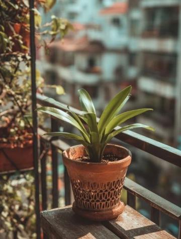 普遍綠植知識誤區(qū):你所不知道的植物養(yǎng)護真相