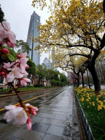 蘇州東沙湖公園:春風中綻放的花季盛宴