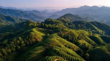 信陽浉河區文新茶村:茶香與美景交織的世外桃源