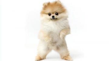 萌寵日記:云朵般柔軟的博美犬歡樂日常