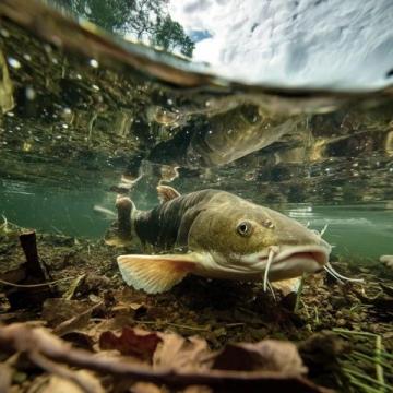 阜陽河道刀魚泛濫村民狂撈背后是生態改善信號？
