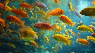 三點必知！養殖青魚的水深度、密度和水環境管理秘籍