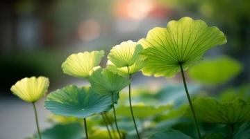 菏澤萬畝荷塘是魯西南地區夏季賞荷、生態體驗的熱門目的地