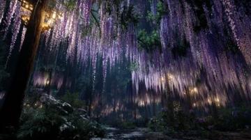 成都藍花楹浪漫(成都也有自己的浪漫)