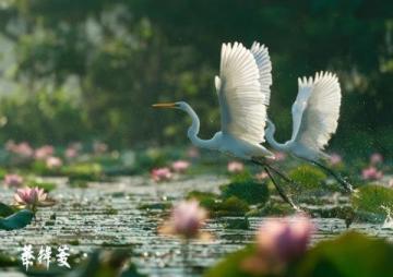 江蘇無(wú)錫九龍灣花星球：四季花開(kāi)的花卉休閑勝地