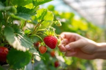 如何正確挑選草莓、蘋果、香蕉等水果的實用技巧