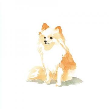 萌寵日記:云朵般柔軟的博美犬歡樂日常