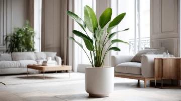 普遍綠植知識誤區(qū):你所不知道的植物養(yǎng)護真相