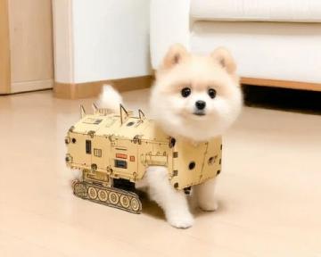 萌寵日記:云朵般柔軟的博美犬歡樂日常