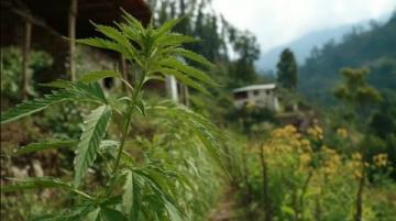 古藺活麻探秘：一場刺痛中的甜美之旅