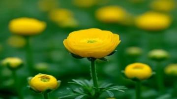 大理菜市場的詳細(xì)攻略：新鮮美食與人間煙火氣探索指南