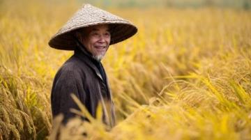 探尋黃須菜的傳統(tǒng)美味之旅