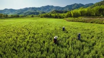 和邑村春日盛景:油菜花節暨美食節精彩開幕