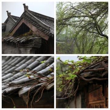 臺風過后 家庭殺蟲滅鼠須知