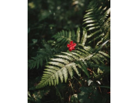 如何讓賞花經濟花開日日紅？