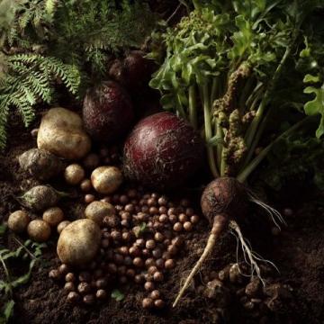 花生種植全攻略:從選種、育苗到高產(chǎn)收成的實(shí)用技巧