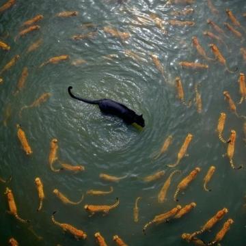阜陽河道刀魚泛濫村民狂撈背后是生態改善信號？