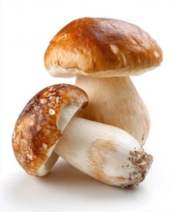 南瓜雜菌盅美味簡直無比！