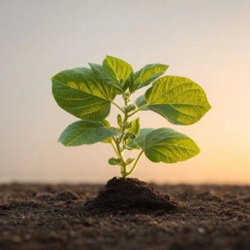 花生種植全攻略:從選種、育苗到高產(chǎn)收成的實(shí)用技巧