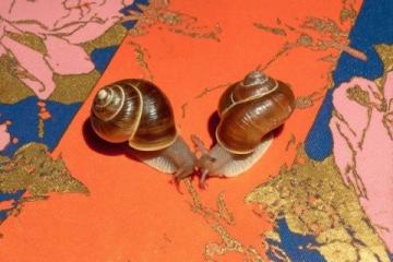 請注意,福壽螺與牛蛙似乎又入侵了洱海