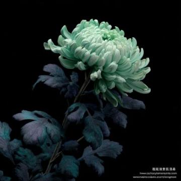 廊坊霸州牡丹花開：春日里的視覺與文化盛宴