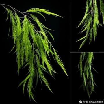 深圳黃花風(fēng)鈴木盛放打卡地大盤點(diǎn)：金色隧道、金色河谷，美不勝收！