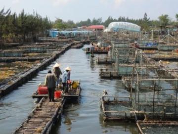 阜陽河道刀魚泛濫村民狂撈背后是生態改善信號？