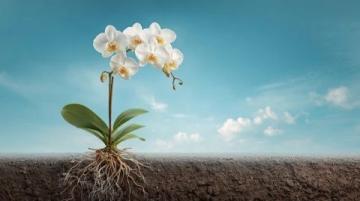 蘭花種植必備知識全解析