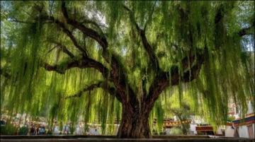 河南開封清明上河園簡介