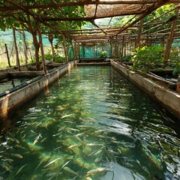 野釣鯽魚爆護(hù)攻略：釣位選擇、天氣影響與餌料搭配技巧