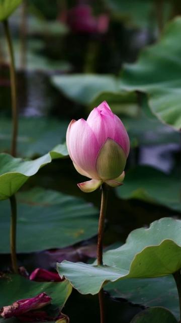 五一假期保定周邊游：探索直隸總督署與古蓮花池之外的美景