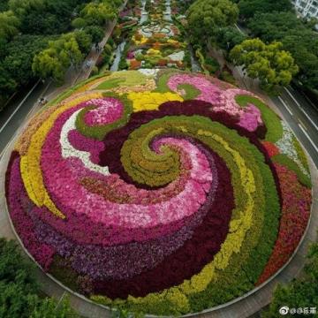 長春花觀賞指南：四季開花、色彩斑斕的美麗花卉