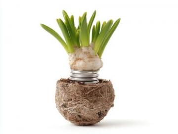 水培大蒜常識(大蒜水培種植方法？)